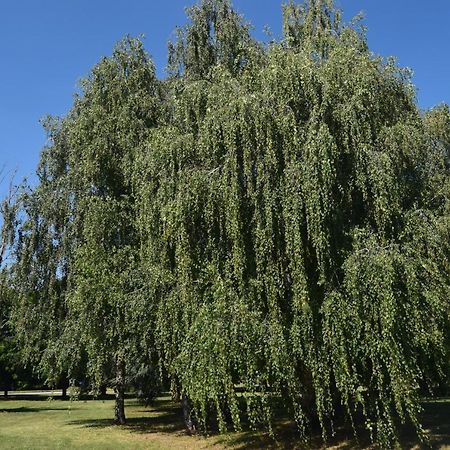 Al Salice Tranquillita Nel Verde Via Amendola 24 Apartment Busto Arsizio Bagian luar foto