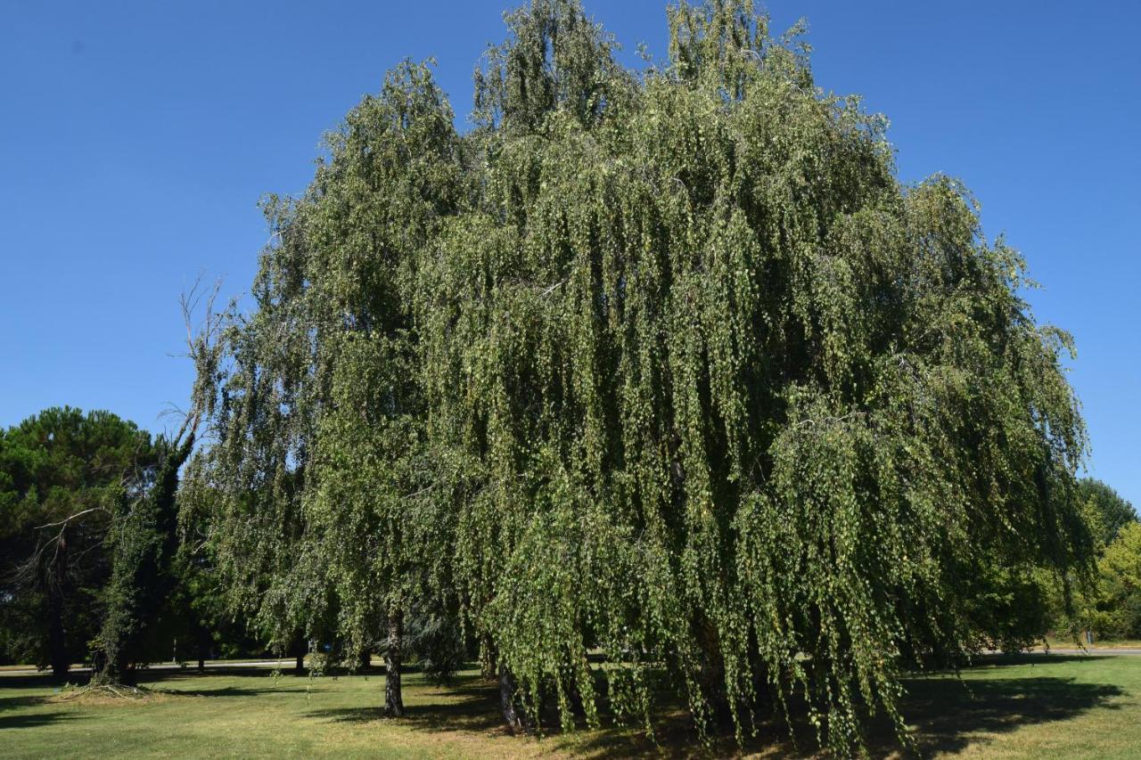Al Salice Tranquillita Nel Verde Via Amendola 24 Apartment Busto Arsizio Bagian luar foto